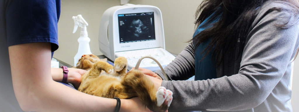 two veterinary technicians performing ultrasound on an orange cat